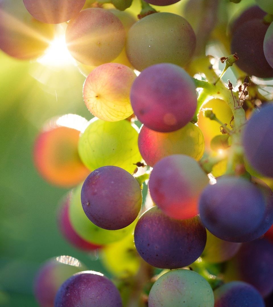 Orchards